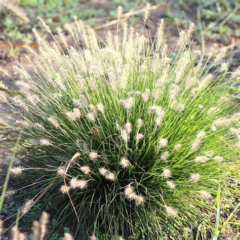 Buy Chinese fountain grass Pennisetum alopecuroides 'Little Bunny ...