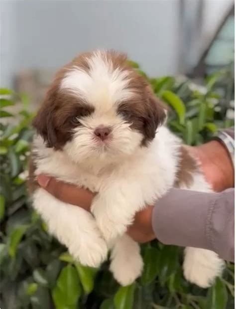 Shih Tzu Puppies for Sale in Mumbai – GoodFurs