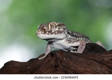 Image result for Gecko Pattern-Free