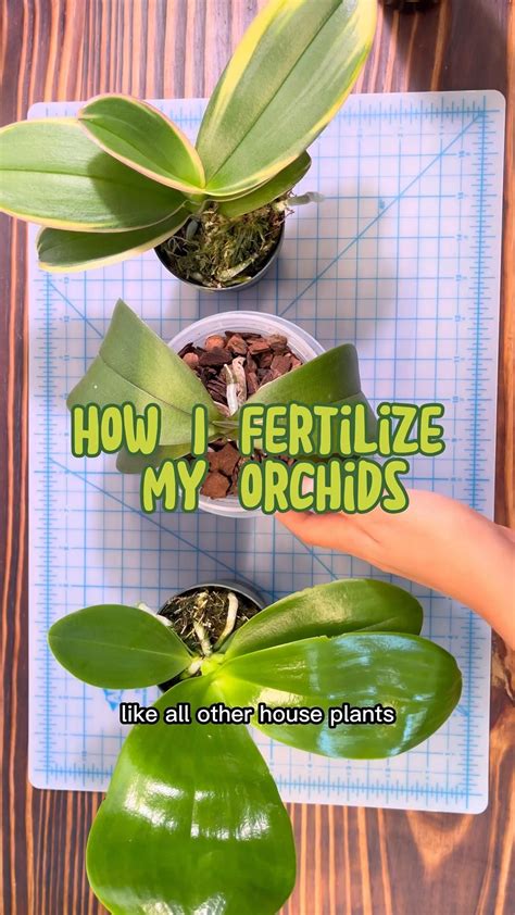 How to fertilize an orchid – Artofit
