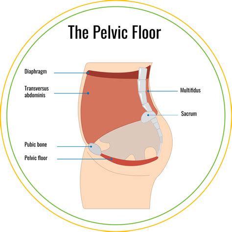 Pelvic Floor Structure : Functional Anatomy of the Pelvic Floor – SYVU