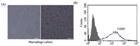 The Interaction of Adrenomedullin and Macrophages Induces Ovarian ...