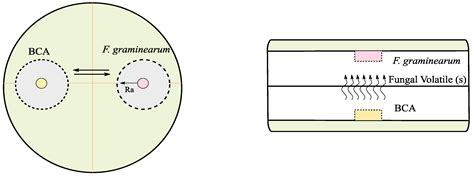 Fungal Endophytes Control Fusarium graminearum and Reduce ...