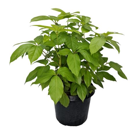 Brassia Golden | Bright Plant