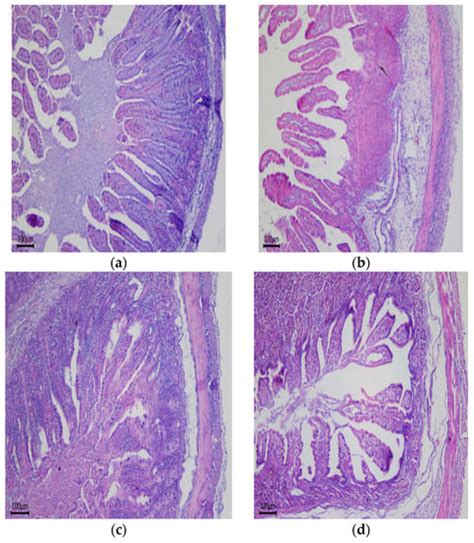 Effects of Maternal Low-Energy Diet during Gestation on Intestinal ...