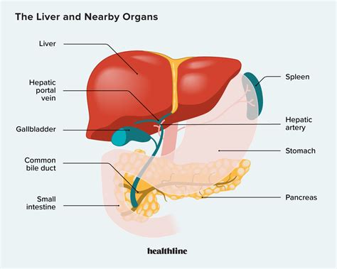 Where Is Liver Pain Located
