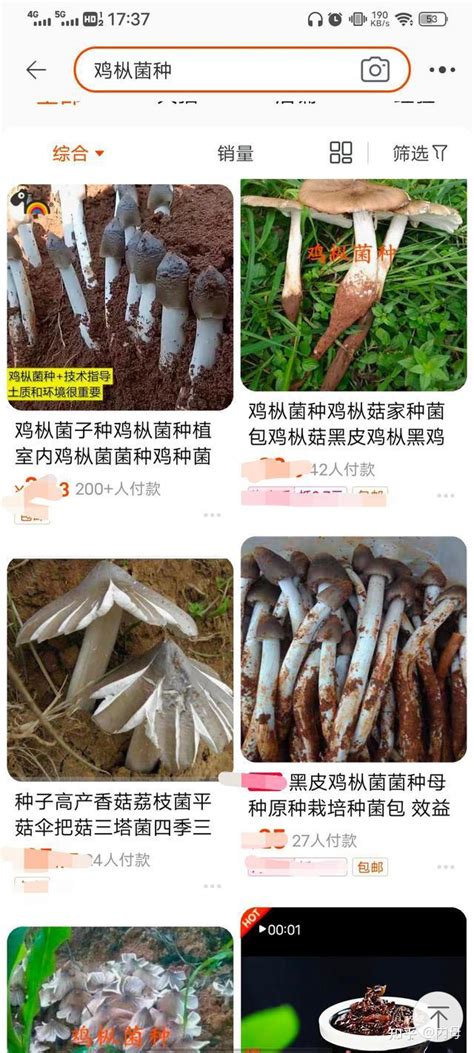 鸡枞人工种植方法-种植技术-中国花木网