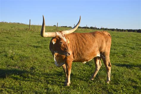 Longhorn Cattle Nutrition Facts | Besto Blog