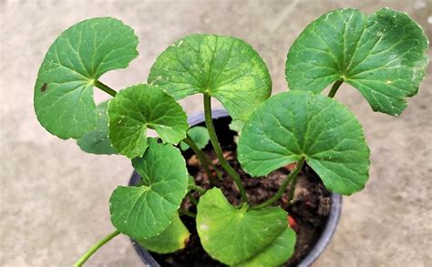 Gachwala Thankuni / Thalkudi - Indian Pennywort Live Healthy Plant ...