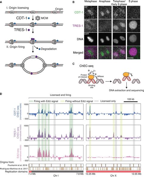 Loss of histone H3.3 results in DNA replication defects and altered ...