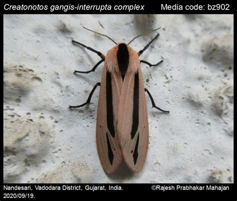 Creatonotos gangis-interrupta complex (Linnaeus, 1763) - | Moths