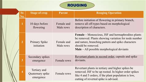 Seed Production Technologies in Castor | PPTX