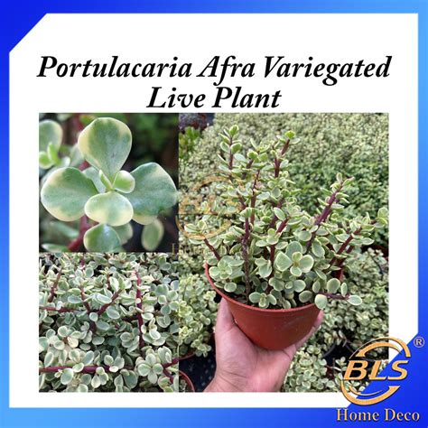 Real Live Plant Portulacaria Afra Variegated Houseplant Pokok Hidup 金枝玉叶 | Shopee Malaysia