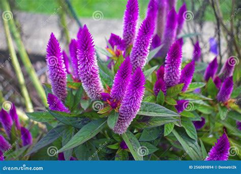 Purple Cockscomb Celosia Flowers -01 Stock Photo - Image of flowers ...
