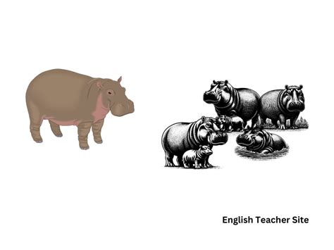 Plural of Hippopotamus: Understanding the Correct Form - English ...