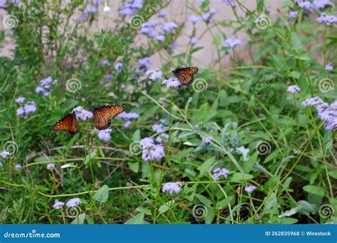 Butterflies on Purple Flowers Stock Photo - Image of spring, green: 262835968