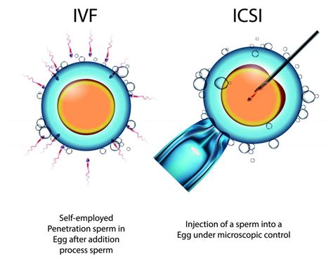 Image result for fertilisation