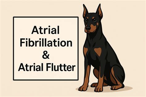 Atrial Fibrillation and Atrial Flutter in Dogs: Pathophysiology, Diagnosis, and Effective ...