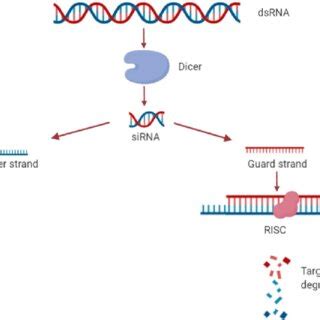 RNA Interference Diagram 的图像结果
