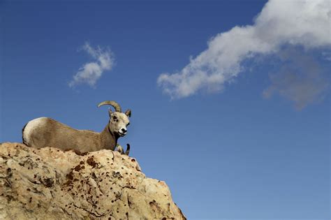 Nevada’s state animal: Desert bighorn sheep | Las Vegas Review-Journal