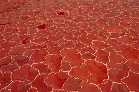 Karmakara Soda and algae formation on surface of Lake Natron, Great ...