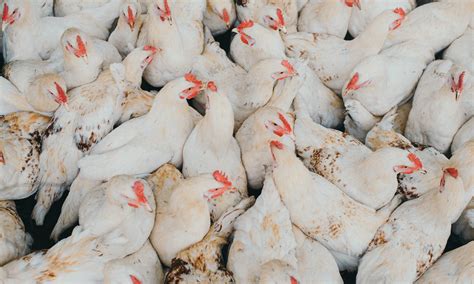 Animal Agriculture 的图像结果