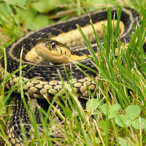 Garter Snake Bite Symptoms