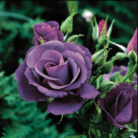 Image result for Flower Digram Using Turtle Python
