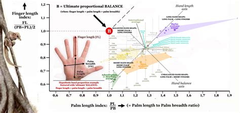 Image result for Genetics in Hand Shape