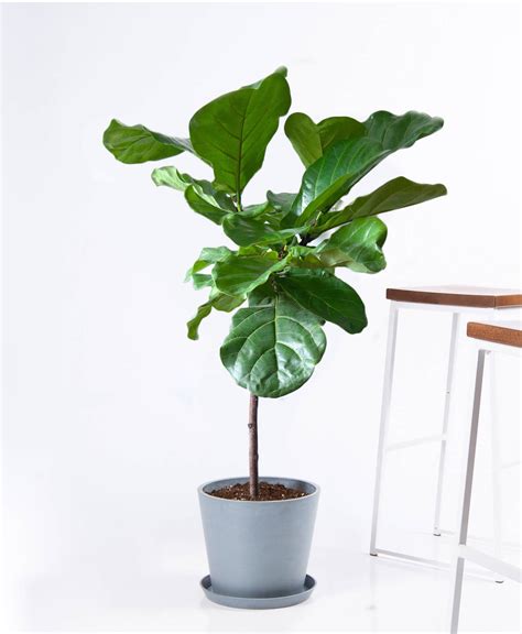 Buy Large, Potted Fiddle Leaf Fig Indoor Plant | Bloomscape