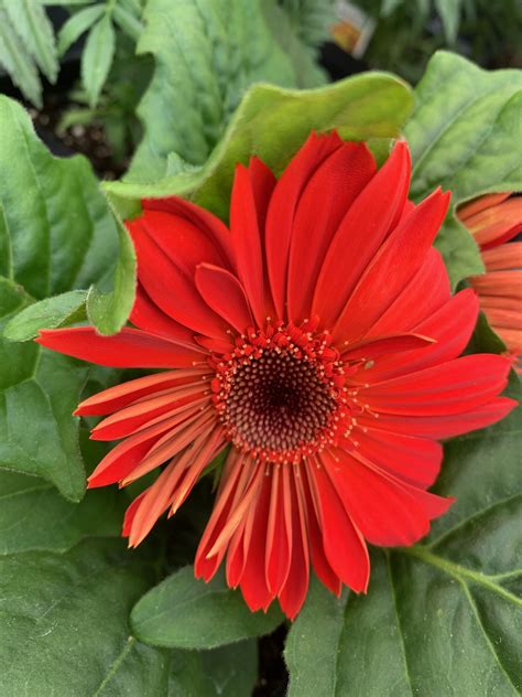 The Hanover Plant Farm Nursery and Garden Center – Hanover Vegetable Farm