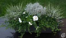 fiori invernali per balconi le fioriere invernali per il balcone e il davanzale casa fiori invernali per balconi le fioriere invernali per il balcone e il davanzale casa