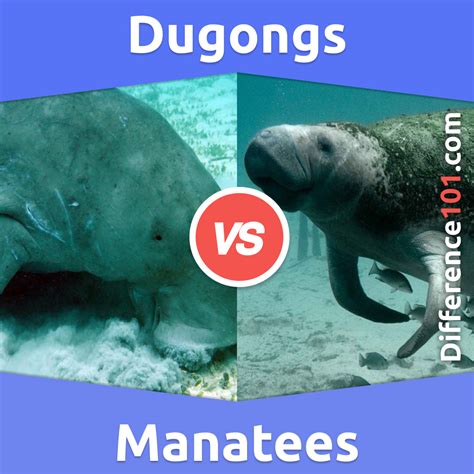 Dugongs vs Manatees: 5 Key Differences, Pros & Cons, Examples ...