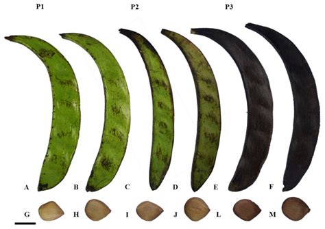 Biochemical and Physiological Performance of Seeds of Pentaclethra ...