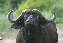 buffalo 的图像结果
