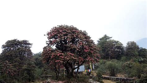 Barsey Rhododendron Sanctuary A Wildlife Adventure In 2026