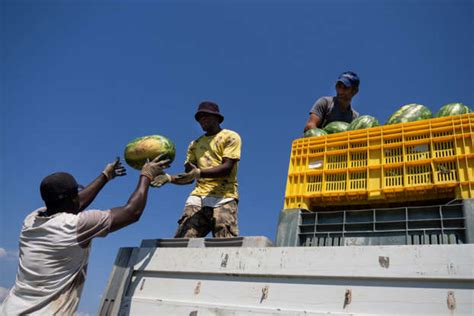 How migrant agricultural workers are being exploited in Europe