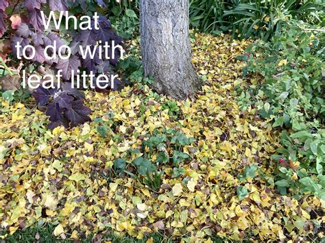 Make the most of leaf litter and use it as natural mulch on your garden ...