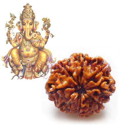 8 ( Eight ) Aath Mukhi Rudraksha Beads buy online from India