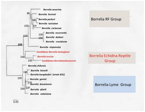 Borreliae Part 1: Borrelia Lyme Group and Echidna-Reptile Group