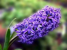 giacinto fiore purple hyacinth flowers that sorry color giacinto fiore purple hyacinth flowers that sorry color