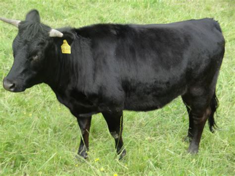 Dexter Zwergrinder Färsen und Absetzer zu verkaufen in Iserlohn | Tiere ...