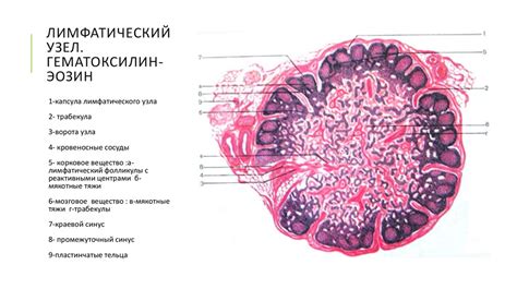 Экзменационные препараты по гистологии - презентация онлайн