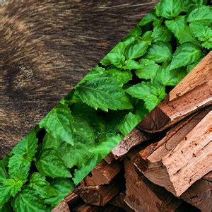 Ajmal Carbon Liquid Eau De Parfum For Men With Citrus, Fresh, Green ...