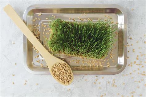 Image result for Containers for Fodder