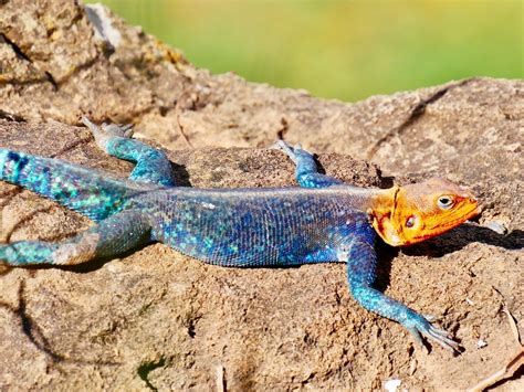 10 Different Types of Lizards in Missouri : u/kraftysprouts