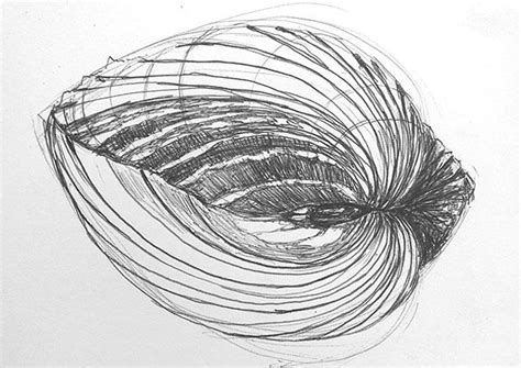 Image result for Biro Shell Drawing