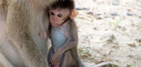 Baby Monkey Born From a Piece of Frozen Testicle - Health & Sports News