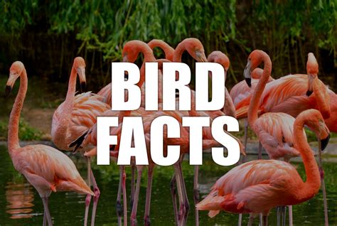 107 Interesting Facts about Birds | FactRetriever.com | Bird facts ...