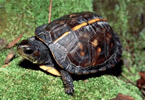 Image result for Different Types of Box Turtle
